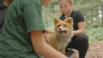 Wilder Wald statt Klassenzimmer